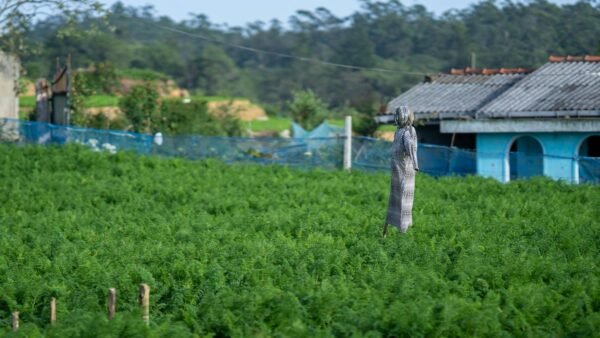 Pekoe Trail Trek - Image 6