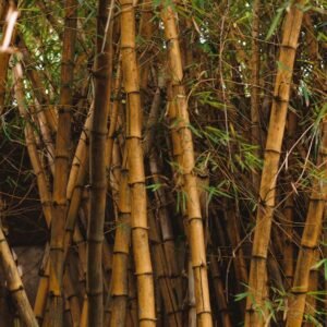 Bulk Sri Lankan Bamboo