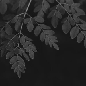 Dried Moringa Leaves