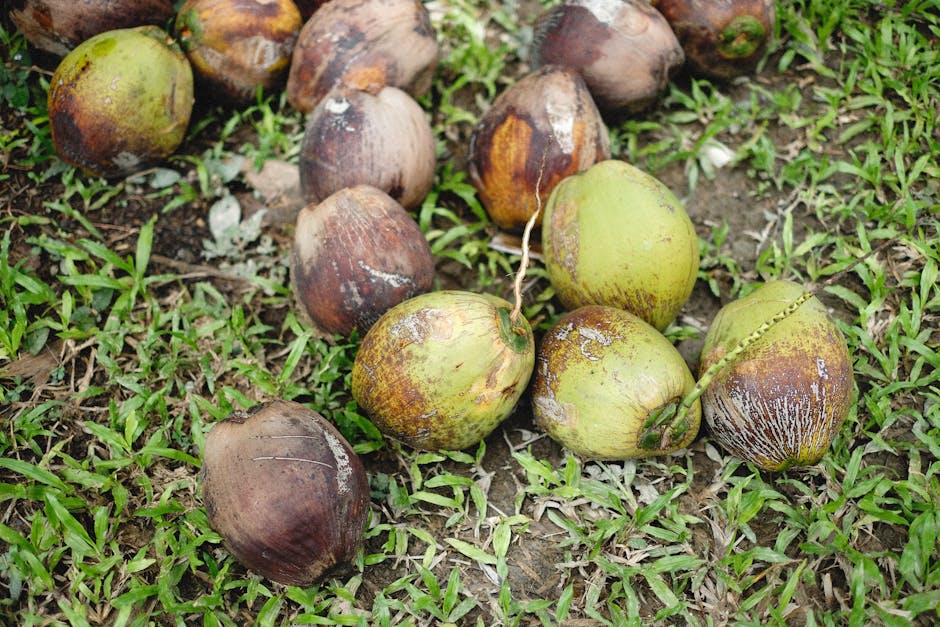 Sri Lankan coconut harvest