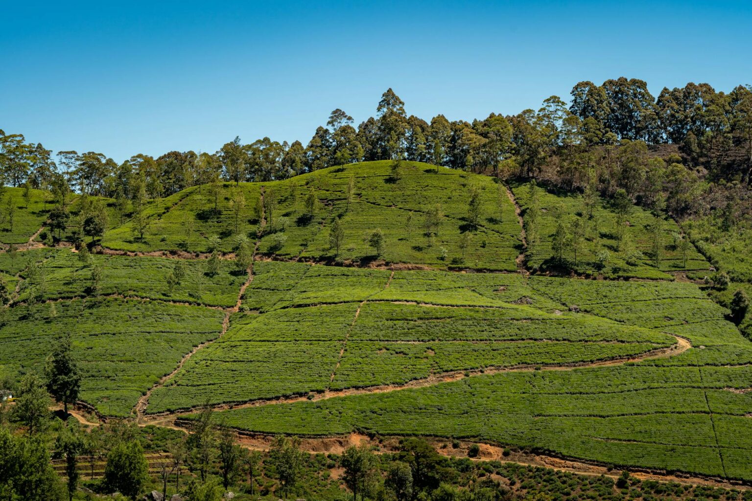 Tea estate in the Sri Lankan hills