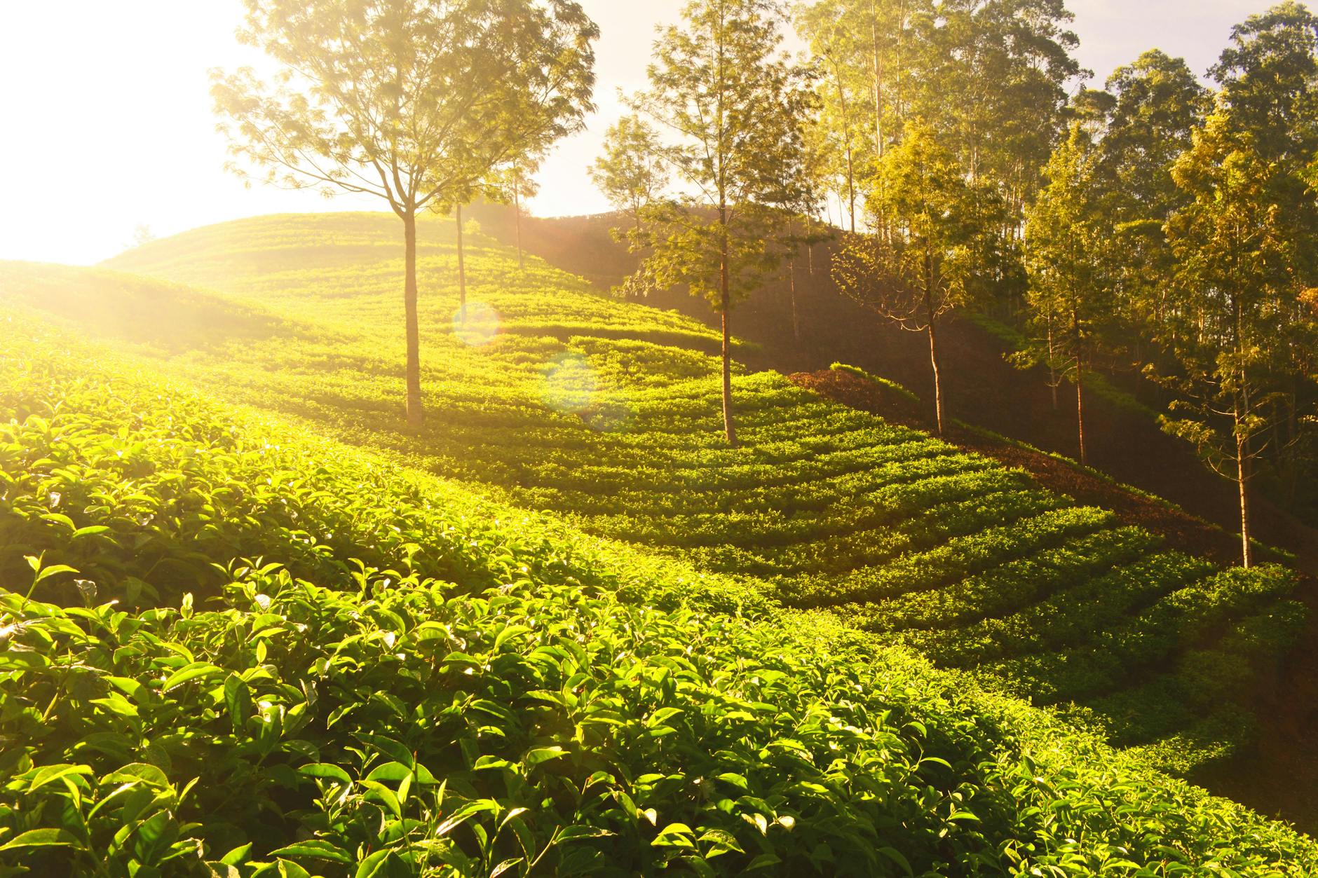 Ceylon tea plantation in the Sri Lankan highlands