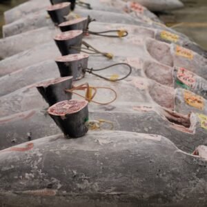Frozen Yellowfin Tuna (Bulk Export)