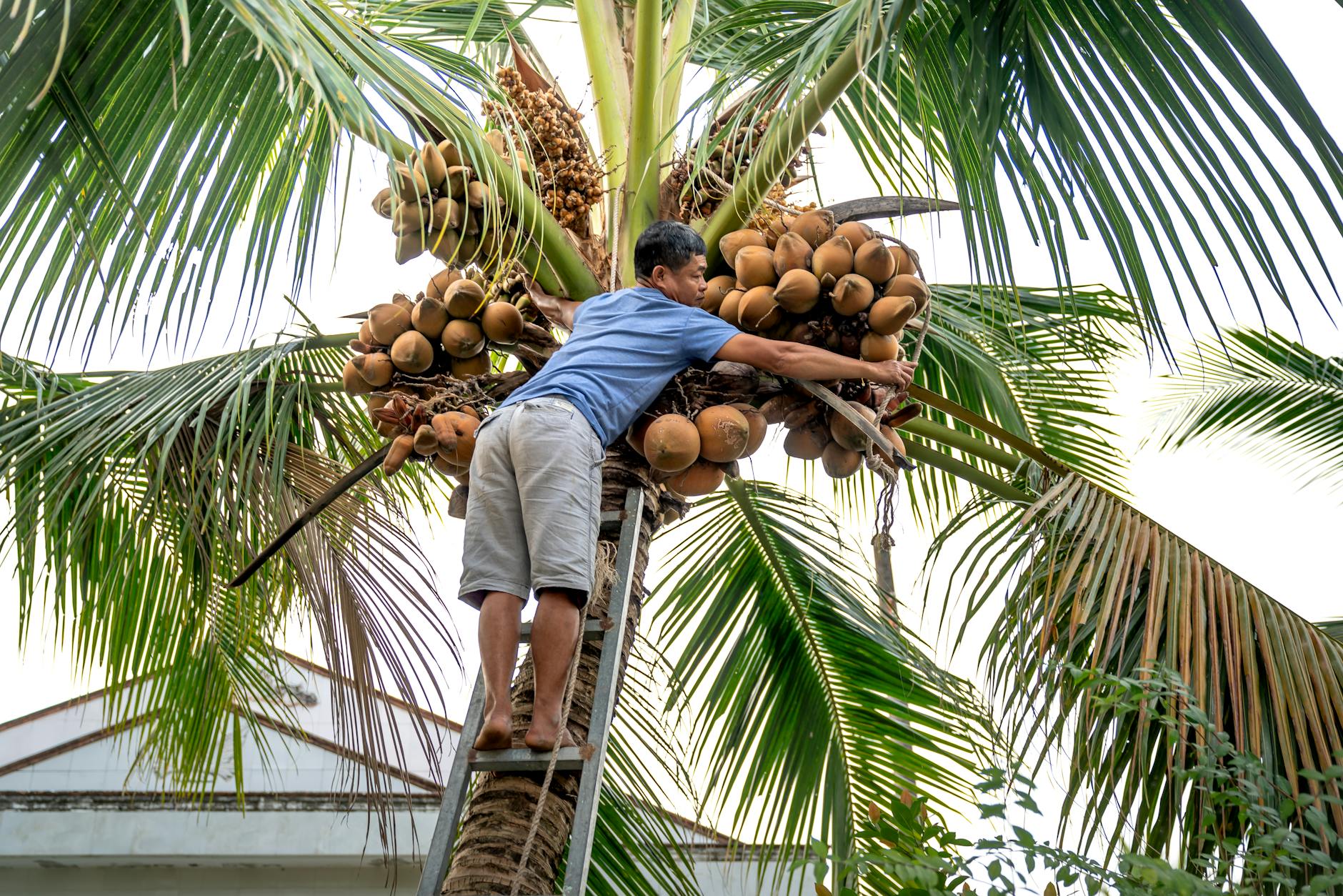 Sri Lankan workers harvesting coconuts from palms