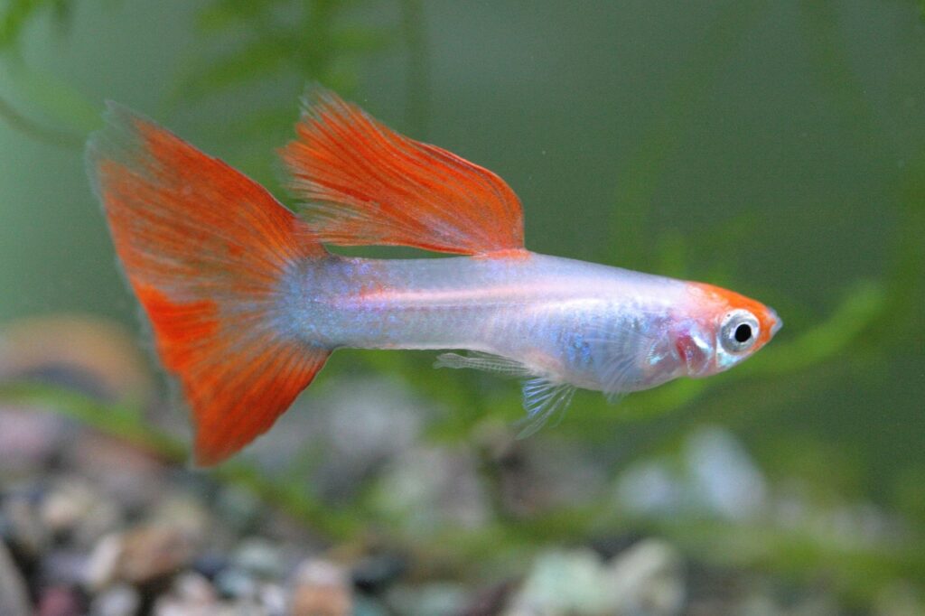 Ornamental / Aquarium Fish (Live Tropical Export)