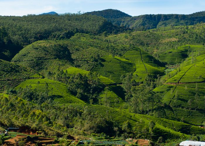 Ceylon tea packed for export