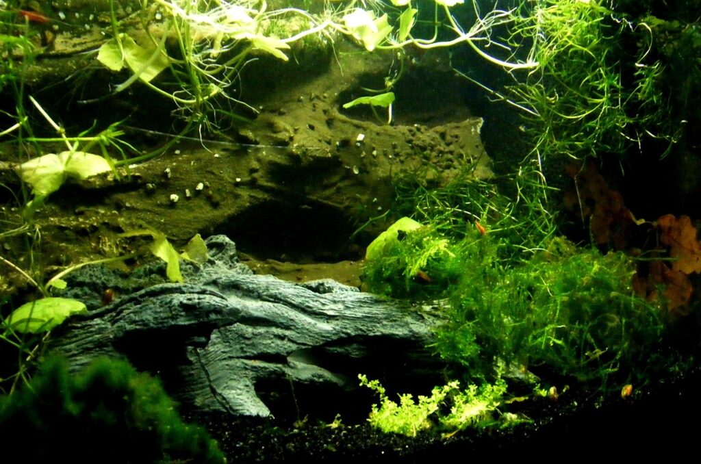 Live Aquarium Plants for Export, Bare-Root, Potted, Mosses, Sri Lanka