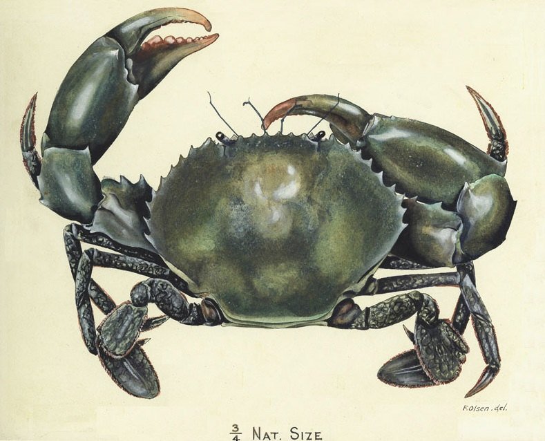 Mud Crab & Spiny Lobster (Live or Frozen)