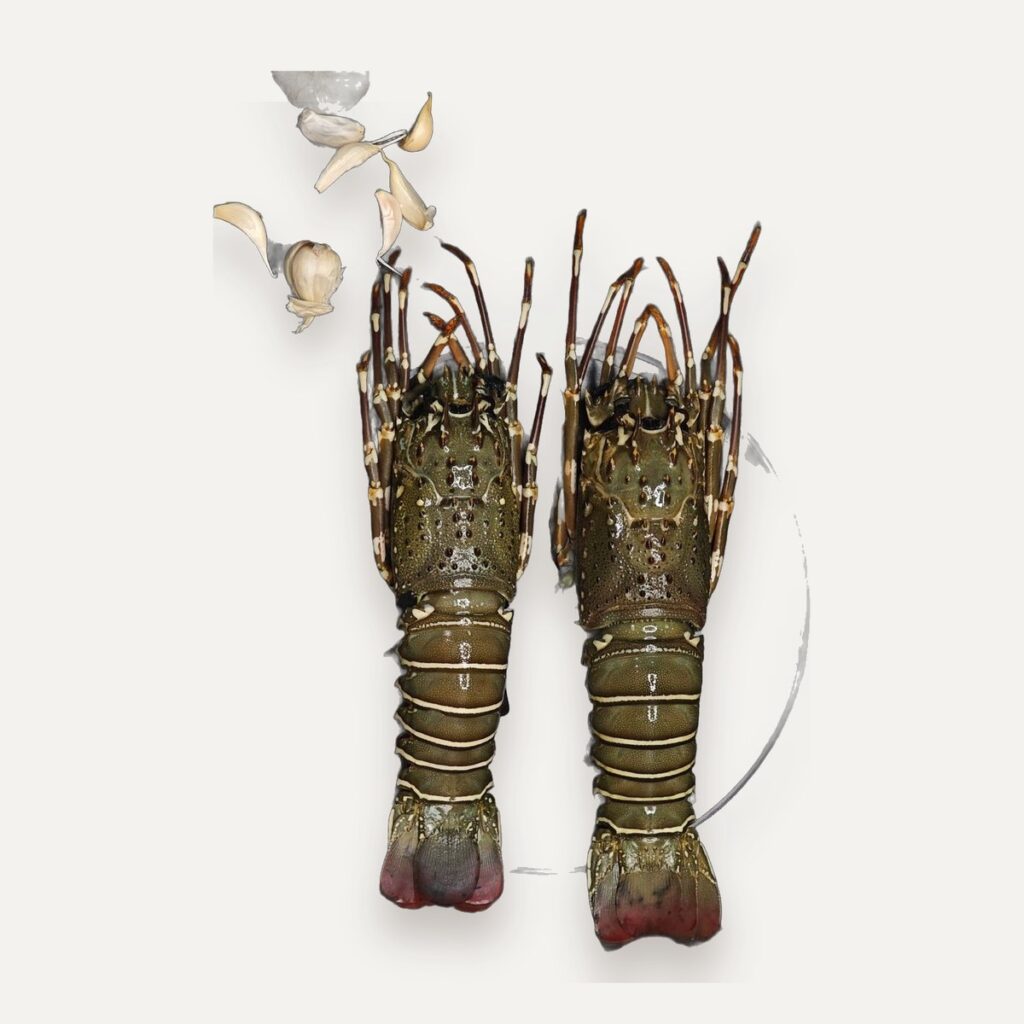 Mud Crab & Spiny Lobster (Live or Frozen)