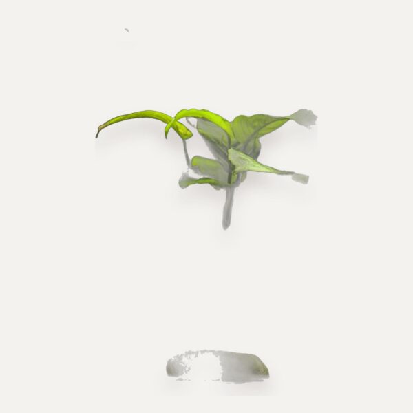 Live Aquarium Plants for Export, Bare-Root, Potted, Mosses, Sri Lanka