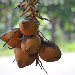 King Coconut (representative image)