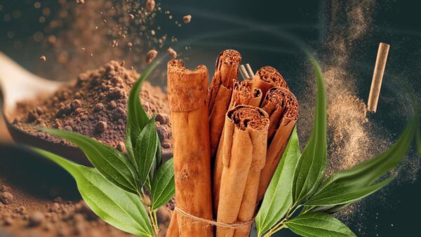 Ceylon Cinnamon, True Cinnamon (Cinnamomum verum), Sri Lanka