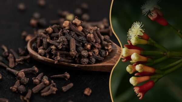 Sri Lankan Cloves, Whole, Dried, Hand-Picked, Wholesale