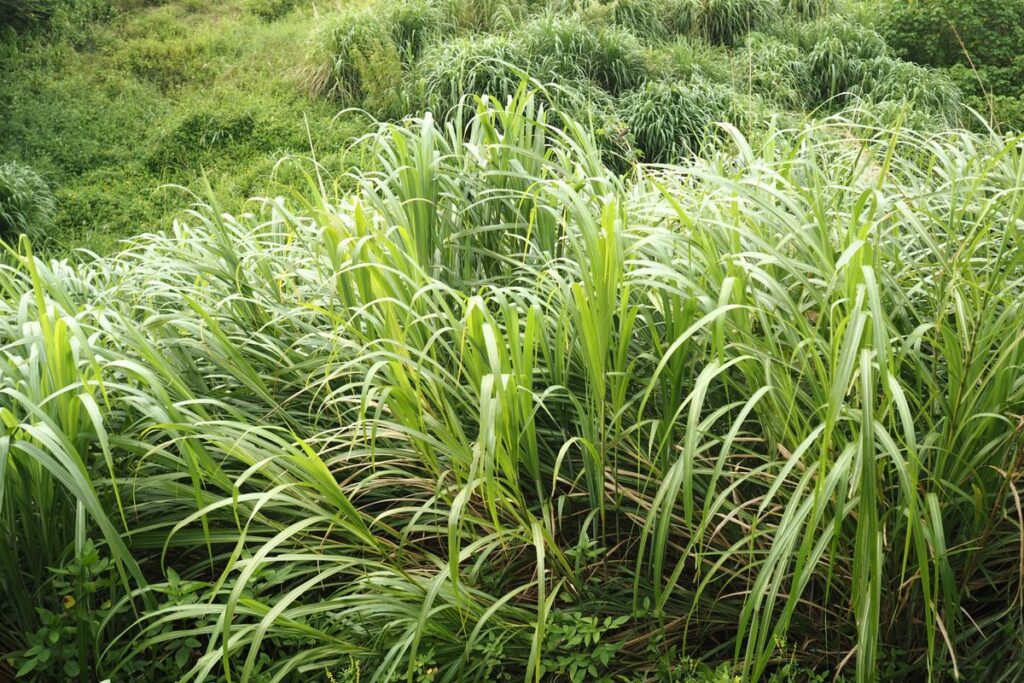 Dried Lemongrass, Cut Leaf for Tea (Té de Limón), Bulk or Small Lot, Sri Lanka