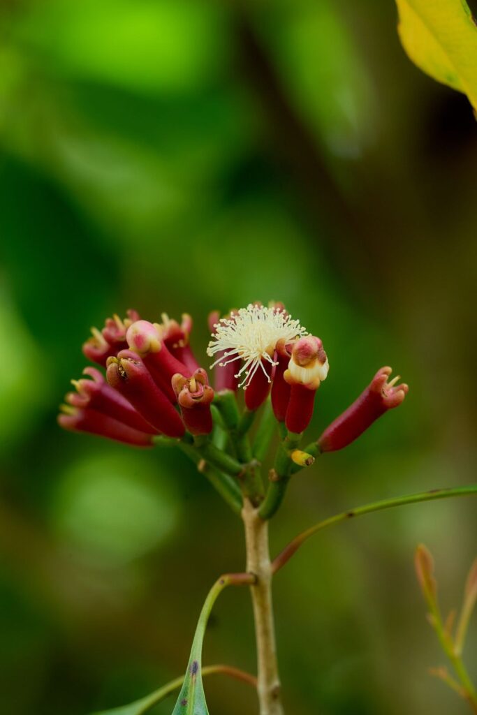 Fresh Clove Seed (Syzygium aromaticum) for Nurseries, Cleaned, Express Air, Sri Lanka