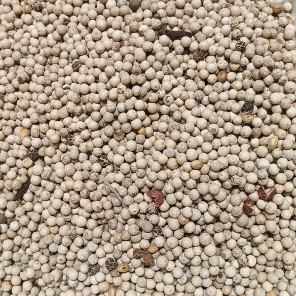 Sri Lankan White Pepper, Whole or Ground, Piper nigrum, Bulk or Small Lots, Sri Lanka