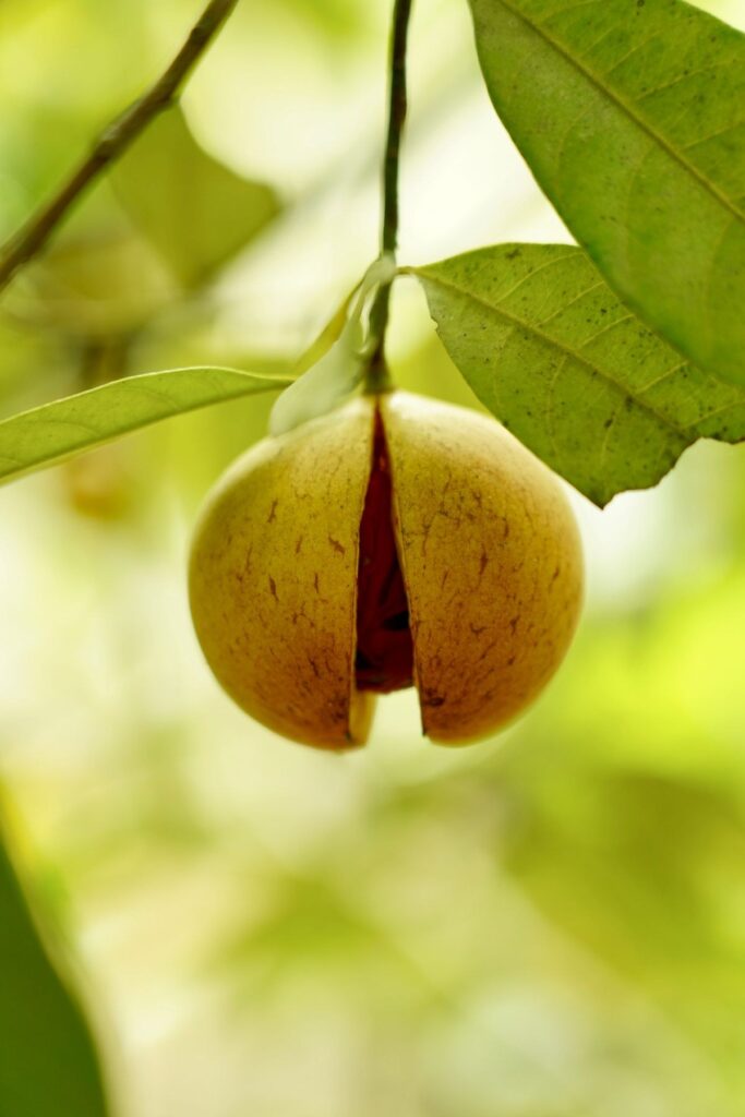 Nutmeg and Cardamom Plants, Seedlings for Nurseries, Bare-Root, Sri Lanka (Pilot Lots)
