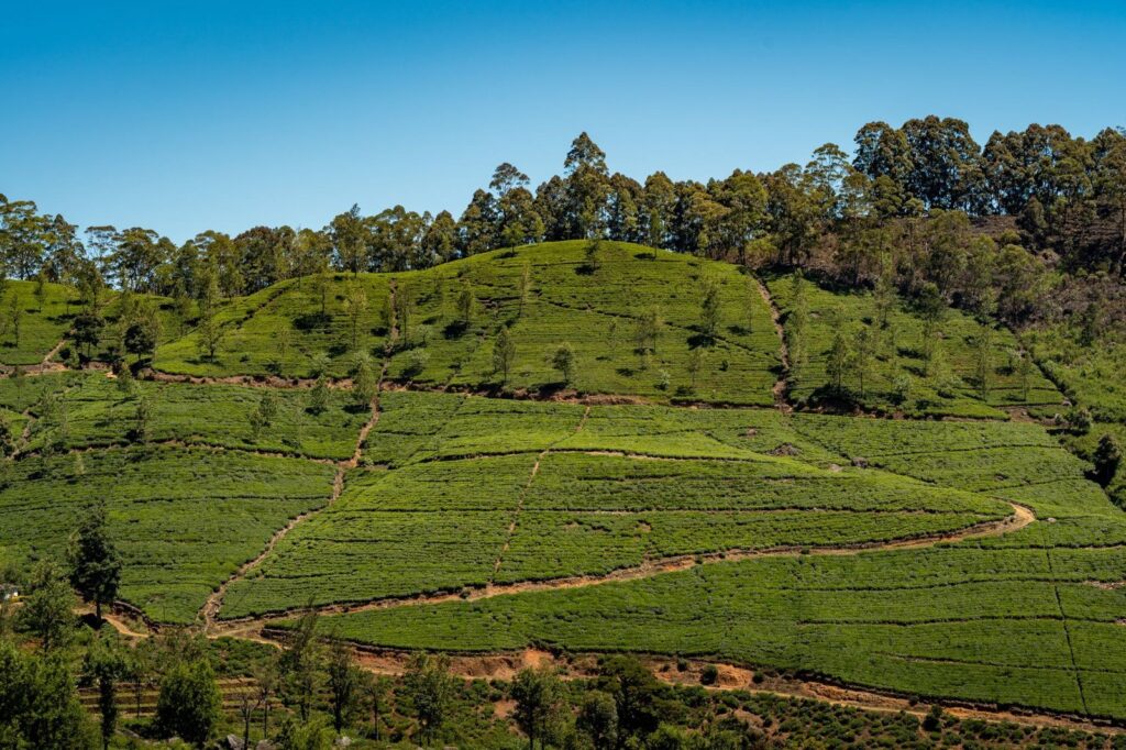 OP1 Ceylon Black Tea, Long Wiry Leaf, Bulk Chests or Retail Packs, Sri Lanka