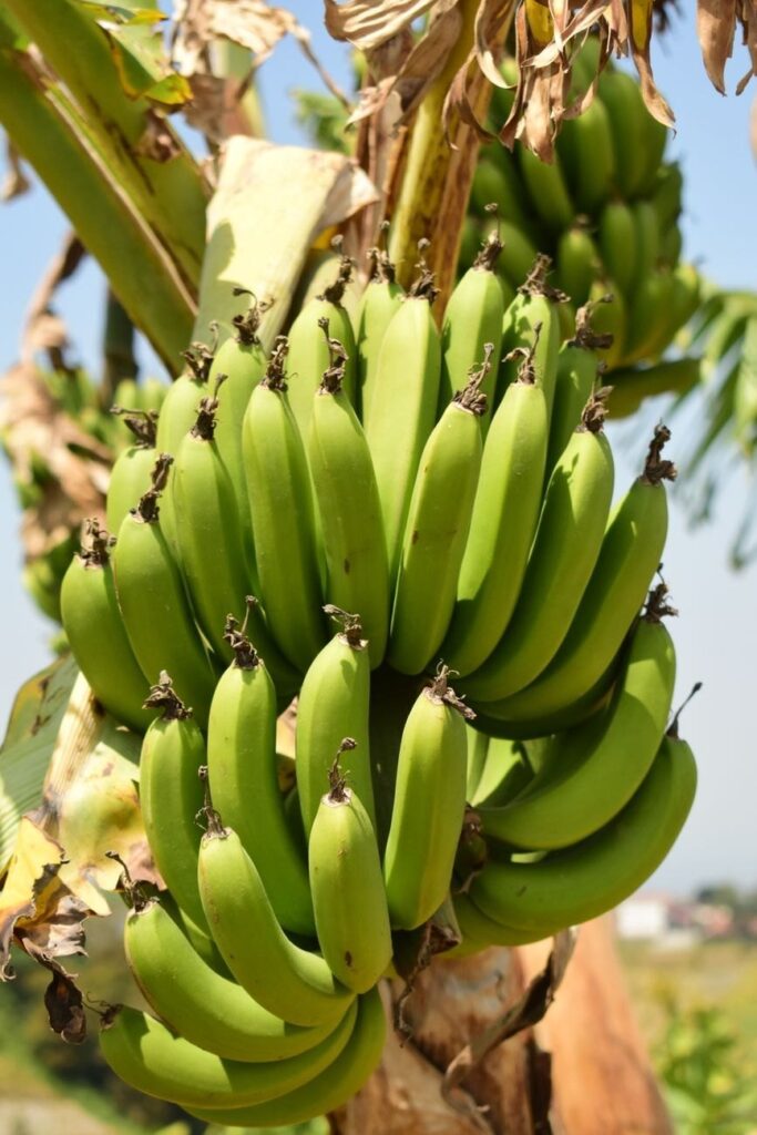 Green Banana Flour, Unripe Banana Powder, Bulk 25 kg or Private Label, Sri Lanka