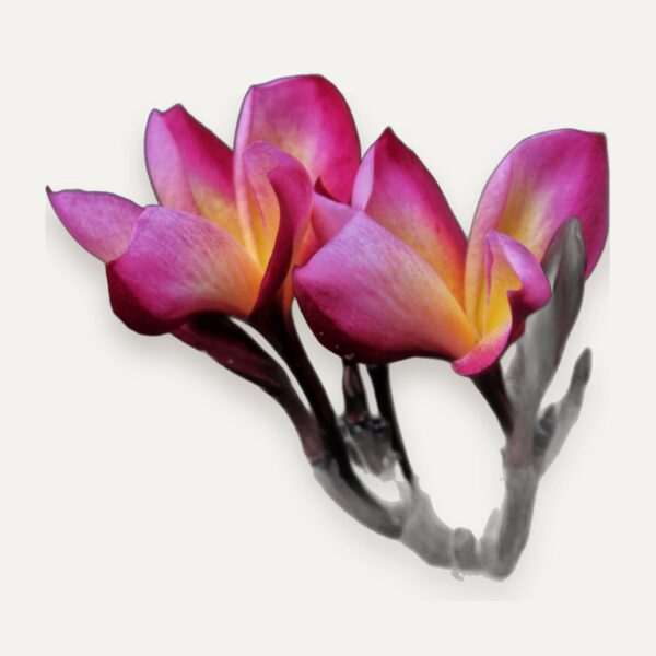 Plumeria (Araliya, Temple Flower) Cuttings, Unrooted, for Nurseries and Growers, Sri Lanka