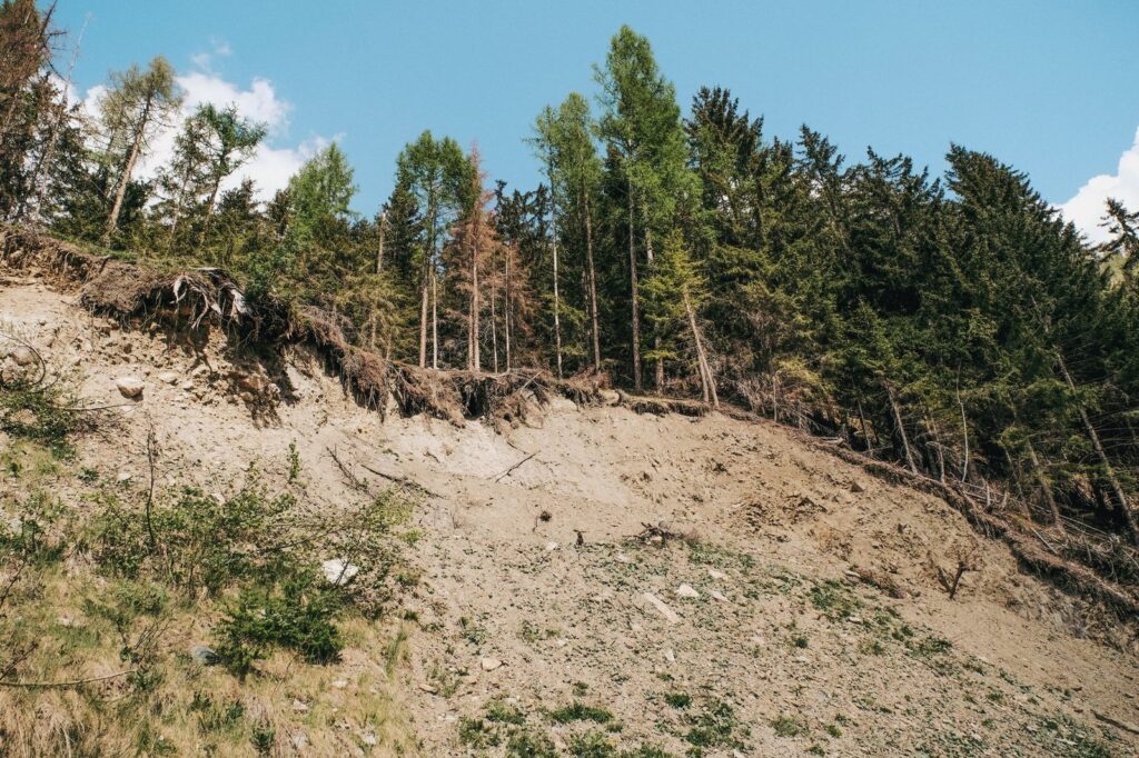 Eroded hillside below a line of trees with exposed roots