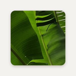 Fresh banana leaves