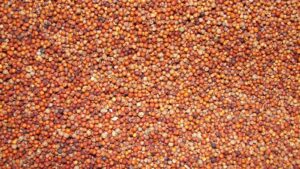Finger millet (kurakkan) grain, milled into the flour