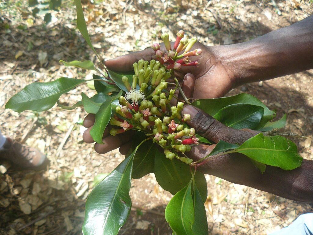 Fresh Clove Seed (Syzygium aromaticum) for Nurseries, Cleaned, Express Air, Sri Lanka