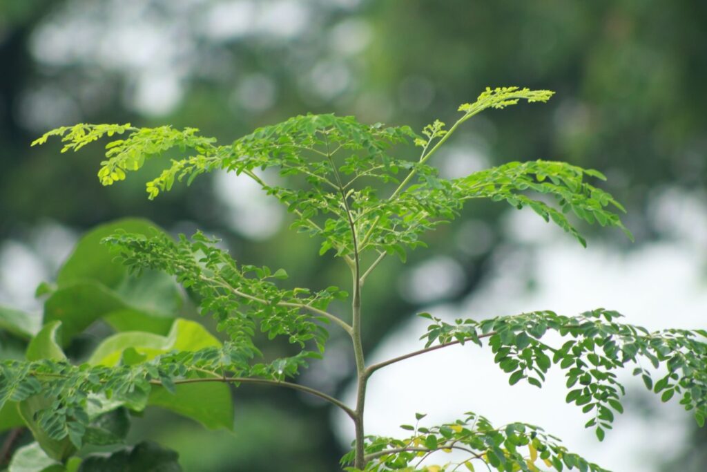 Dried Moringa Leaves, Whole, Sun-Dried, Bulk 25 kg Sacks, Sri Lanka
