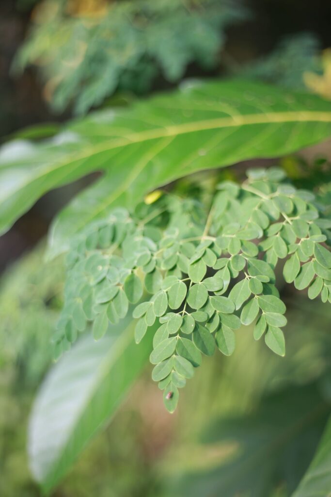 Dried Moringa Leaves, Whole, Sun-Dried, Bulk 25 kg Sacks, Sri Lanka