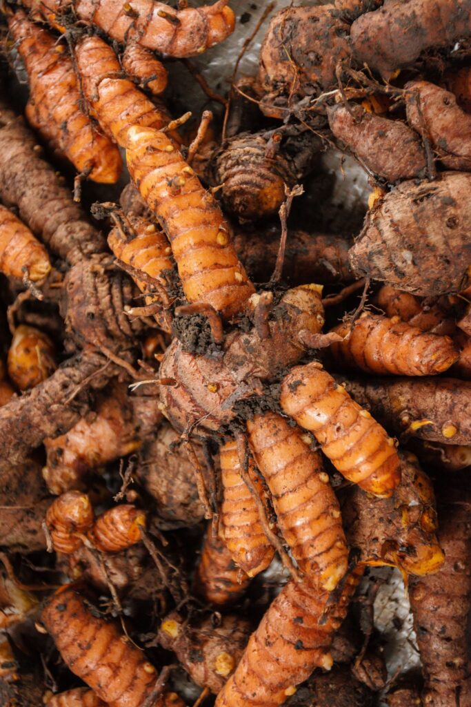 Ginger and Turmeric Planting Rhizomes (Seed Rhizomes), Bare, for Growers, Sri Lanka