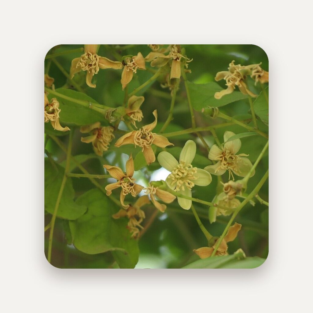 Beli Mal Dried Bael Flowers (Aegle marmelos), Bulk Herbal Tea Ingredient, Sri Lanka